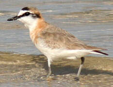 White-fronted Plover