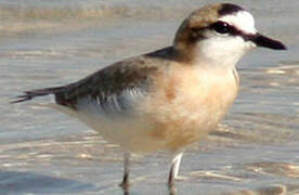 White-fronted Plover