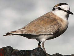 White-fronted Plover