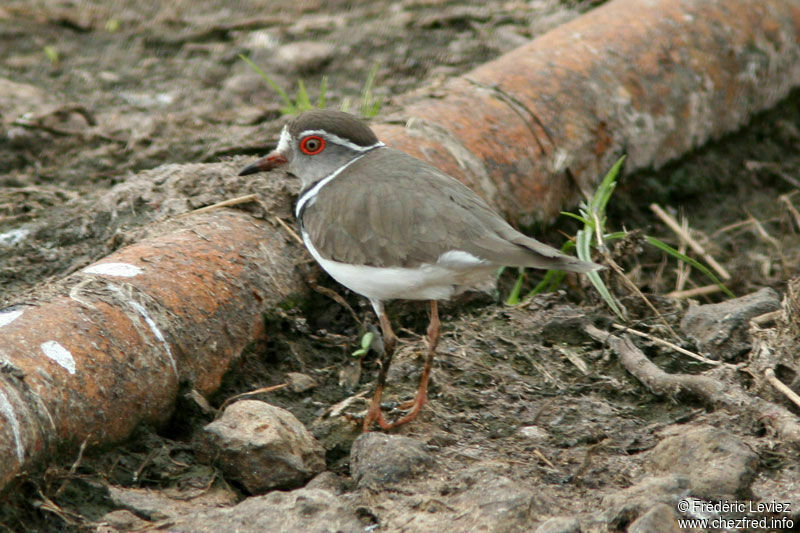 Three-banded Ploveradult