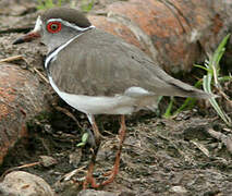 Three-banded Plover