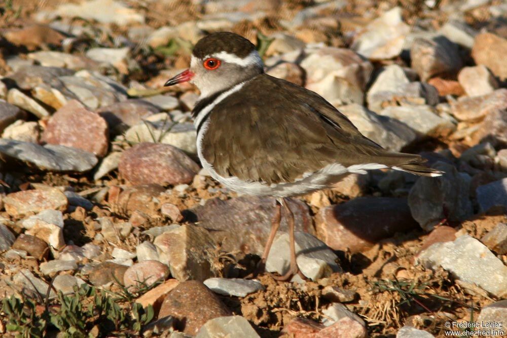 Three-banded Ploveradult breeding, identification