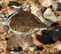 Three-banded Plover