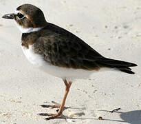 Wilson's Plover