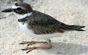 Wilson's Plover