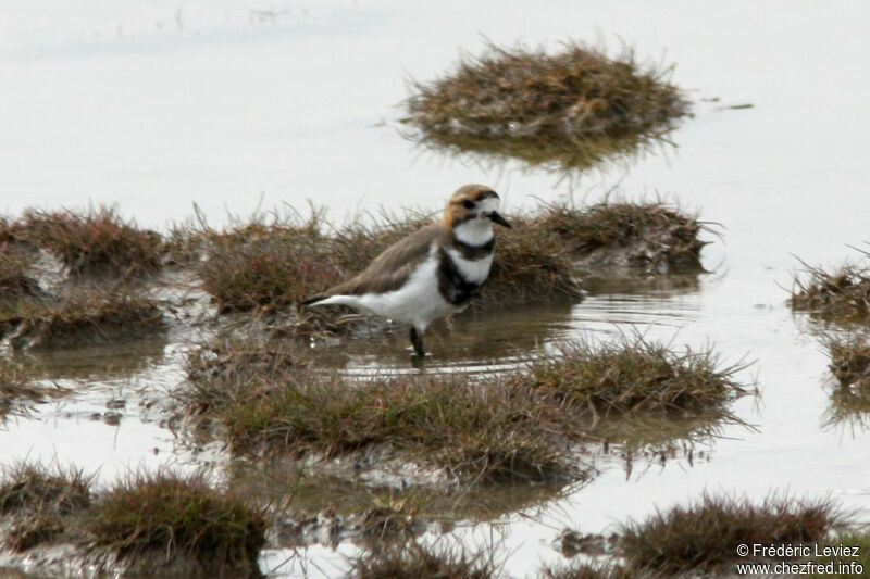 Two-banded Ploveradult breeding