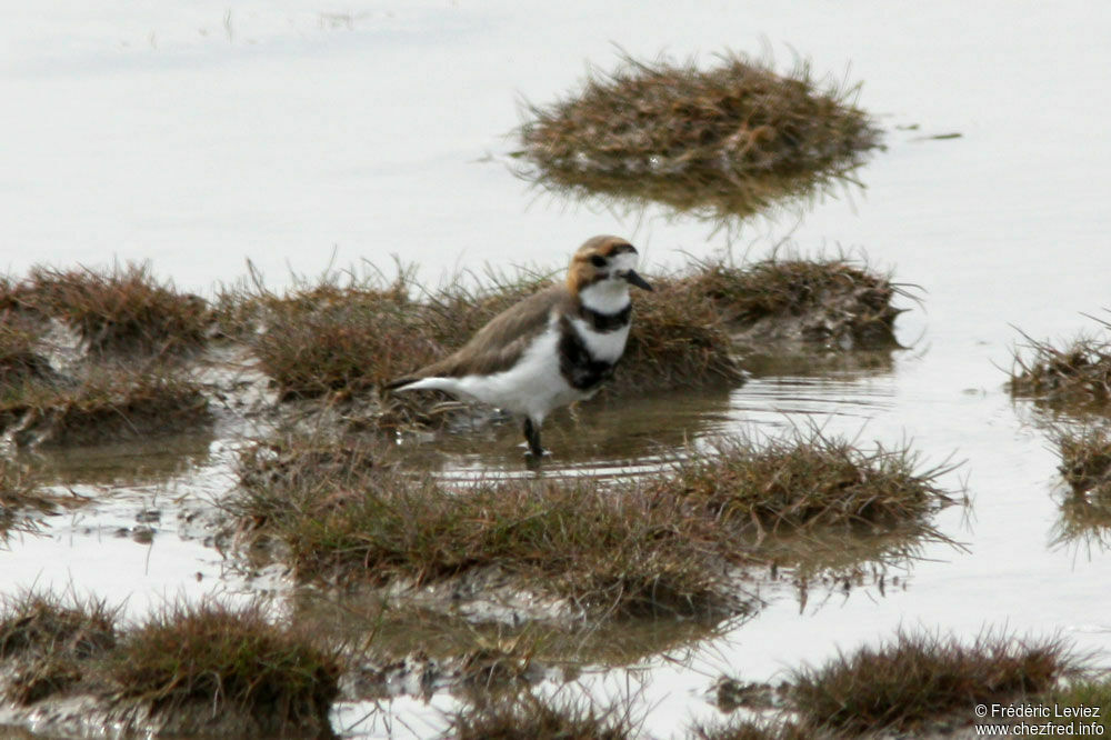 Gravelot des Falklandadulte nuptial