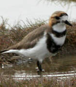 Two-banded Plover