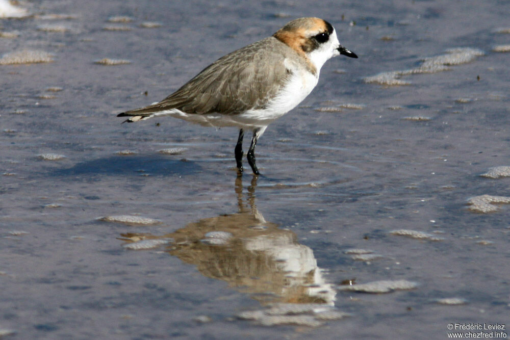 Gravelot du punaadulte nuptial, identification