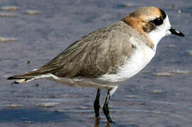 Puna Plover