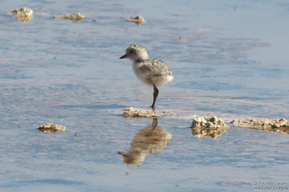 Puna Ploverjuvenile, Reproduction-nesting