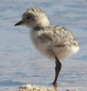 Puna Plover