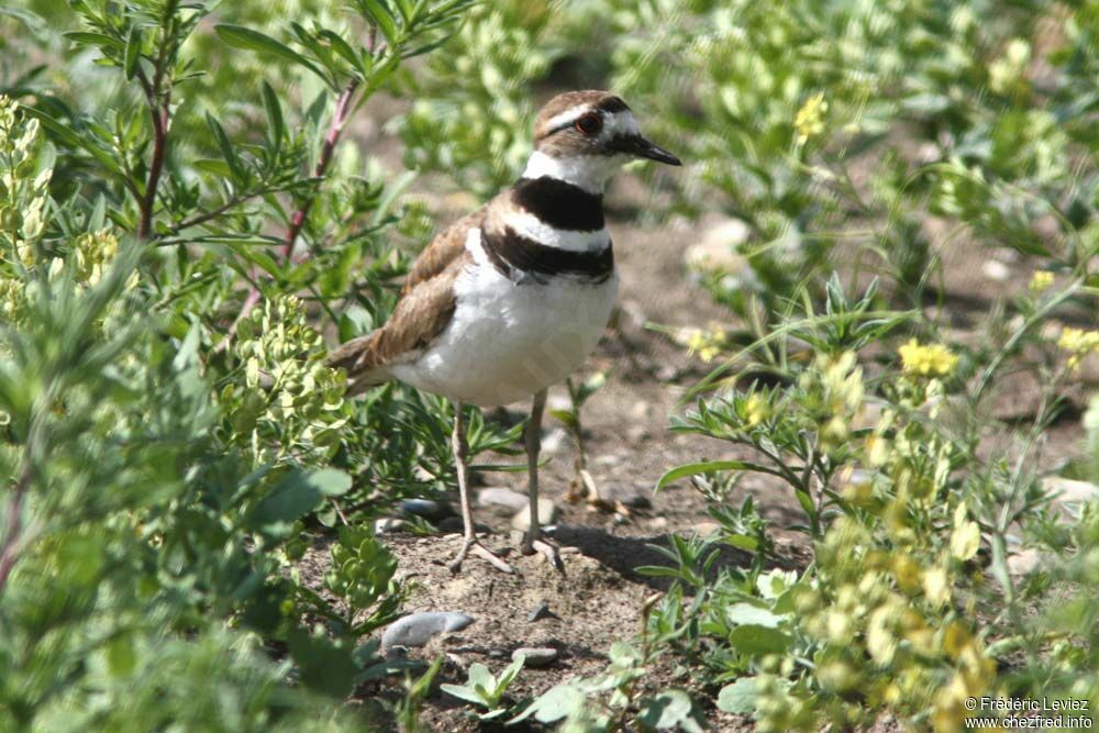 Gravelot kildiradulte nuptial, identification