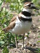 Killdeer