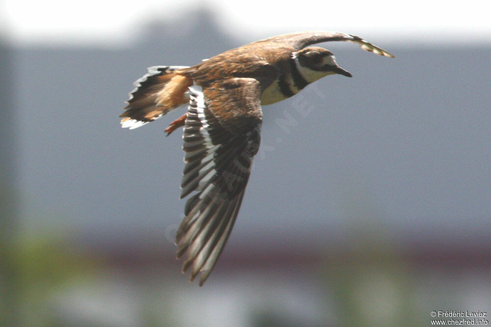 Killdeeradult breeding, Flight