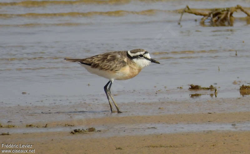 Kittlitz's Ploveradult breeding, identification, walking