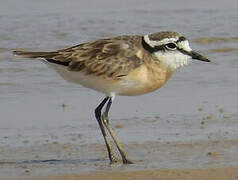 Kittlitz's Plover