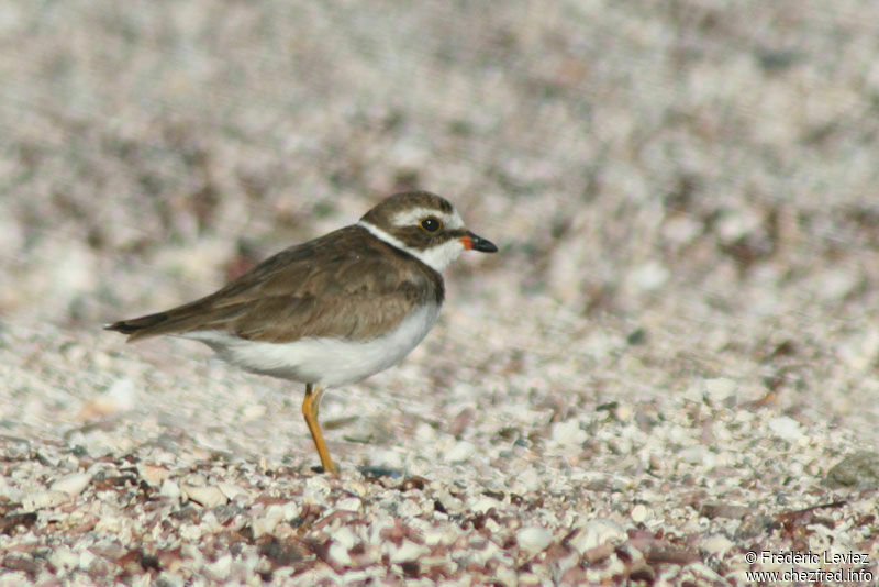 Semipalmated Ploveradult post breeding