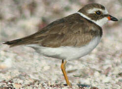 Semipalmated Plover