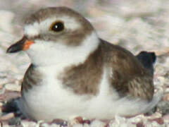 Semipalmated Plover