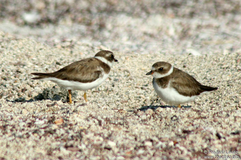 Semipalmated Ploveradult post breeding