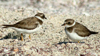 Semipalmated Plover