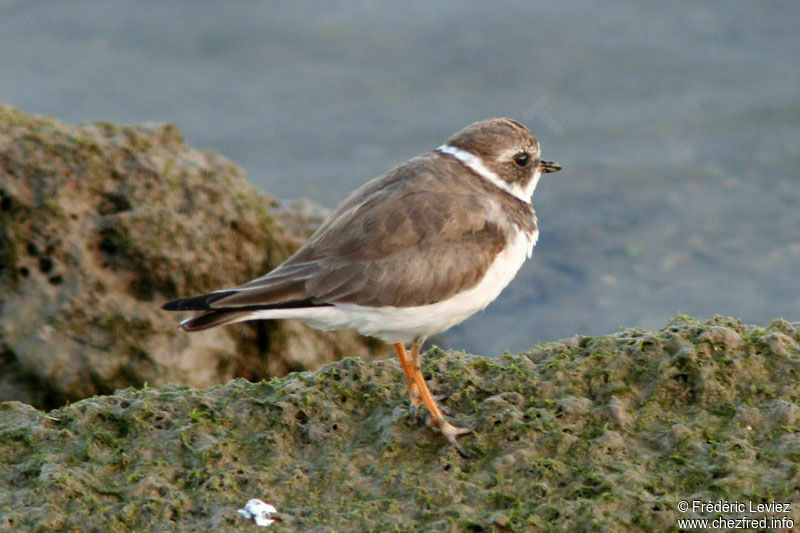 Semipalmated Ploveradult