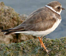 Semipalmated Plover