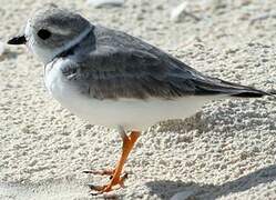 Piping Plover