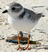 Piping Plover