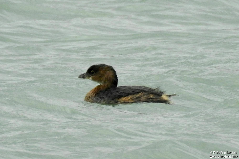 Pied-billed Grebeadult transition