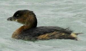 Pied-billed Grebe