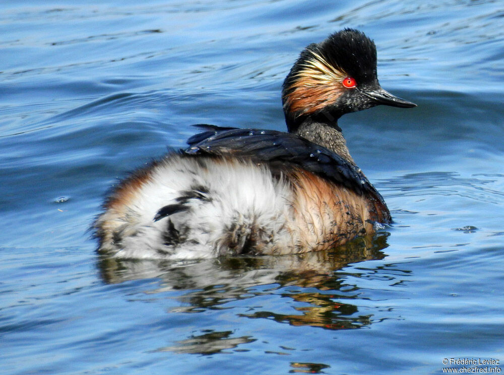 Black-necked Grebeadult breeding, identification, swimming