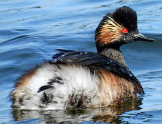 Black-necked Grebe