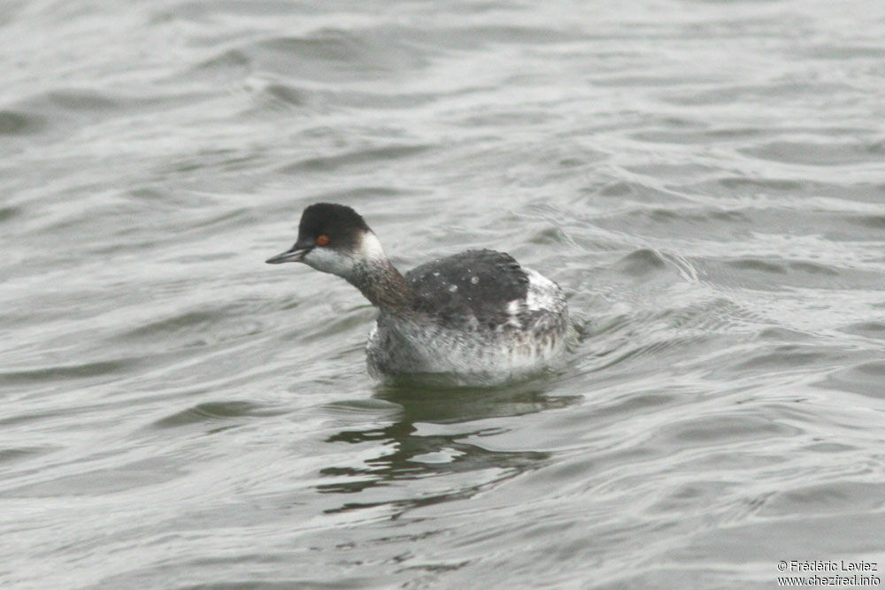 Black-necked Grebeadult post breeding, identification