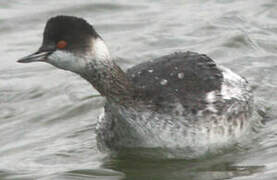 Black-necked Grebe