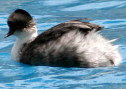 Silvery Grebe