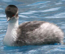 Silvery Grebe