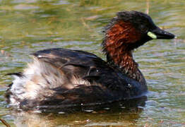 Little Grebe