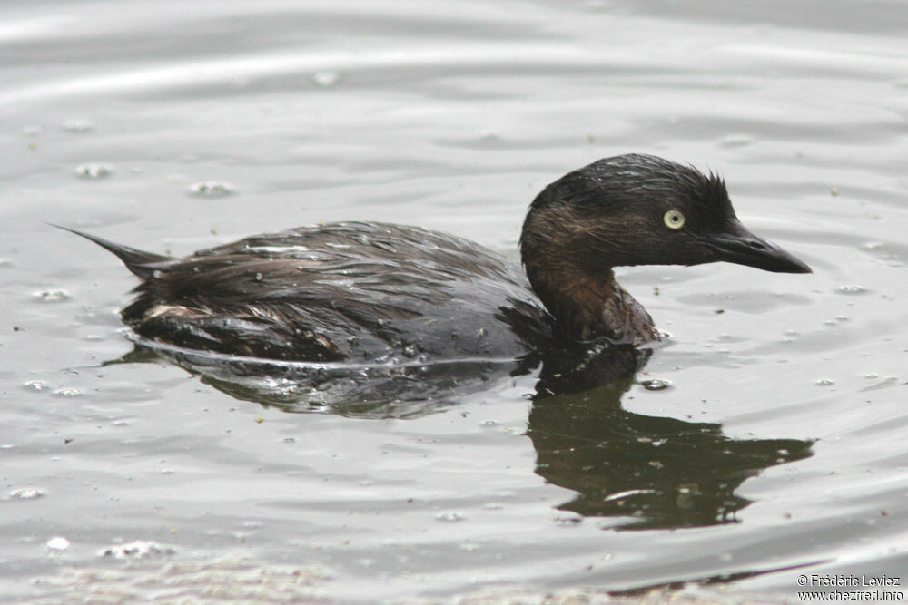 New Zealand Grebeadult, identification