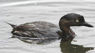 New Zealand Grebe