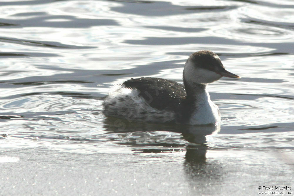 Horned Grebeadult post breeding, identification