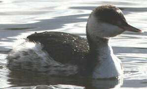 Horned Grebe