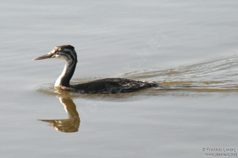 Great Crested Grebe