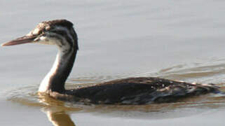 Great Crested Grebe