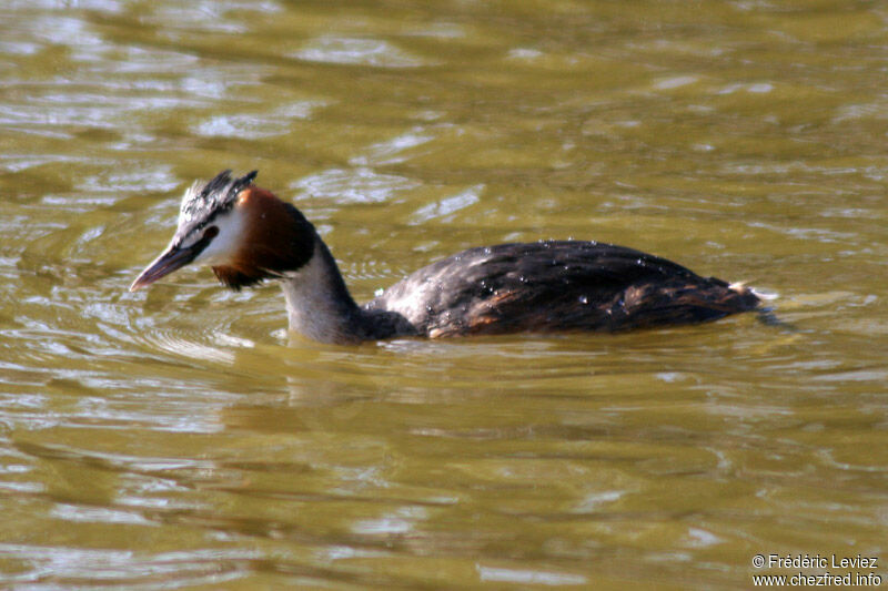 Great Crested Grebeadult breeding