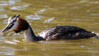 Great Crested Grebe