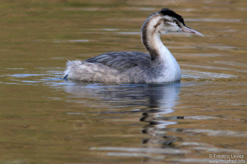 Great Crested GrebeFirst year