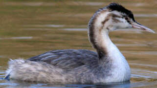 Great Crested Grebe