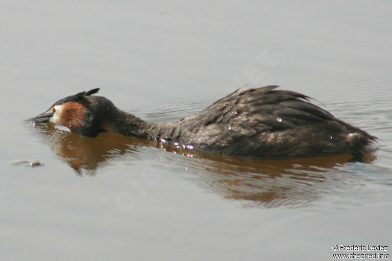 Great Crested Grebeadult breeding